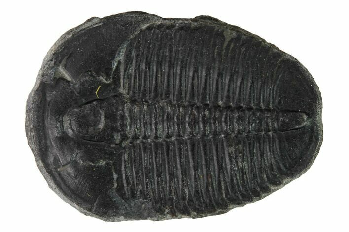 Elrathia Trilobite Fossil - Utah #169496